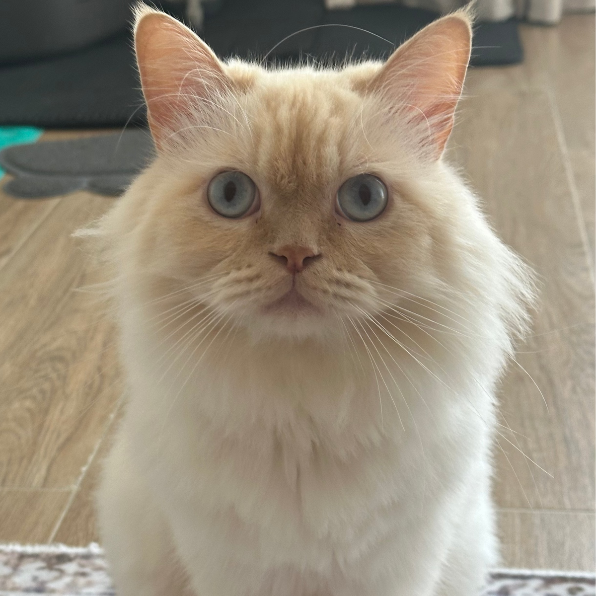 You buy the litter. <br>We pay the vet bills.